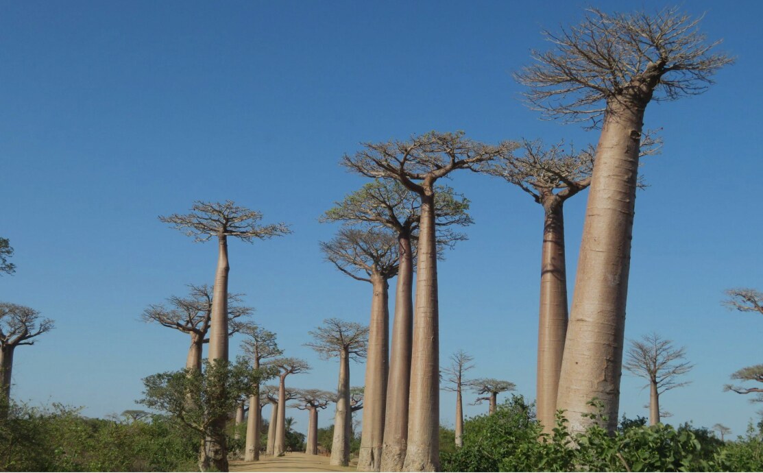 baobab oil for hair