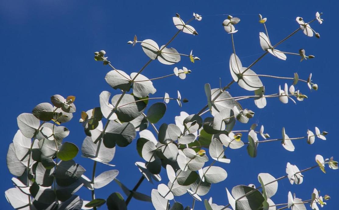 Upcircle Beauty - eucalyptus oil