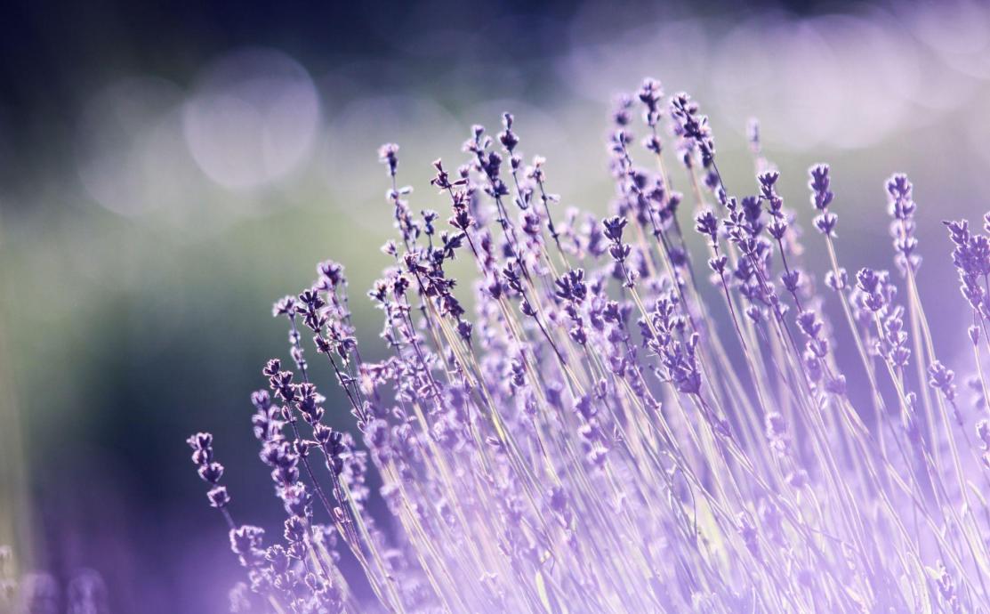 lavender oil for skin