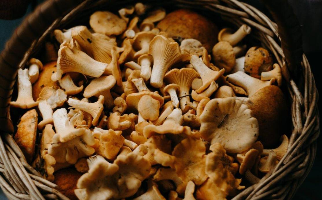 mushroom benefits for skin