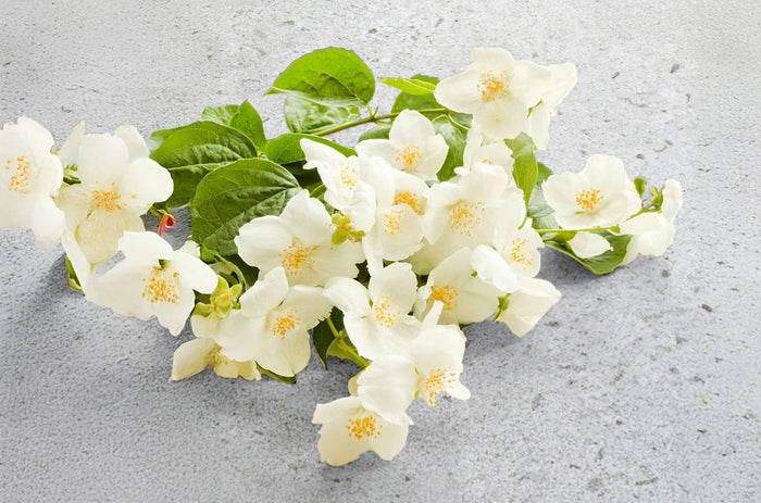 image-